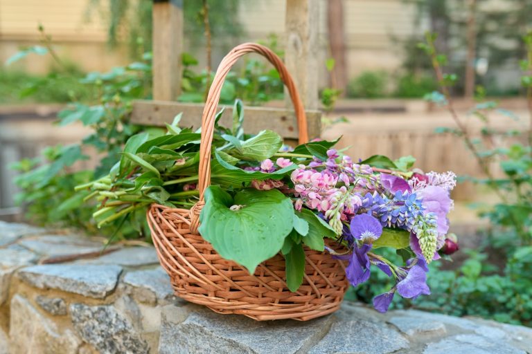 Basket with fresh spring cut flowers in the garden
